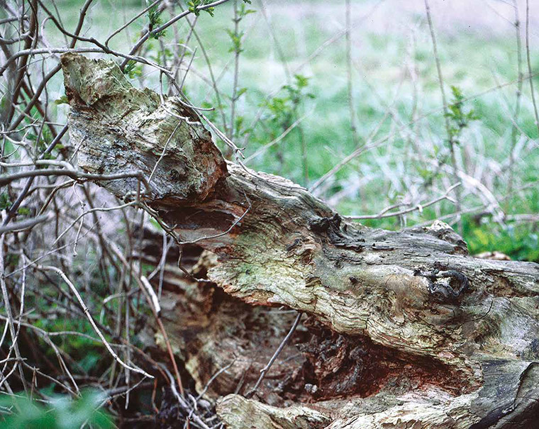 Publication du livre Résidant de Gilles Picarel, une collaboration avec Carolina Herrera Zamarrón et Coopérative de l'image, livre publié chez l'Harmatthan dans la collection Rétina Création dirigé par François Soulages